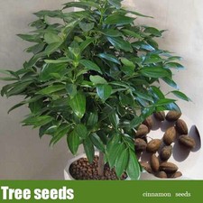 Cinnamon Seeds Indoor Plants Evergreen Tree Seeds Herb Traditional
