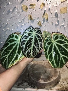 π¦π Anthurium Heinz *Mission Beach Nursery* Stem Cutting/Clone. Full Estab. OG. - Picture 1 of 22