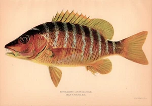 Antique Schoolmaster Fish Print 1902 Chromolithograph Art Home Decor 4859f - Picture 1 of 1