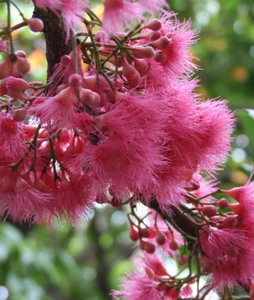 Rose Apple, watermelon tree Syzygium Moorei stunning Rare Australian Natives - Picture 1 of 6