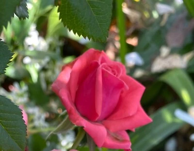 Pink Rose 3 Cuttings To Plant/Root Fragrant Blooms Organic QUICK SHIP - Image 1 of 4