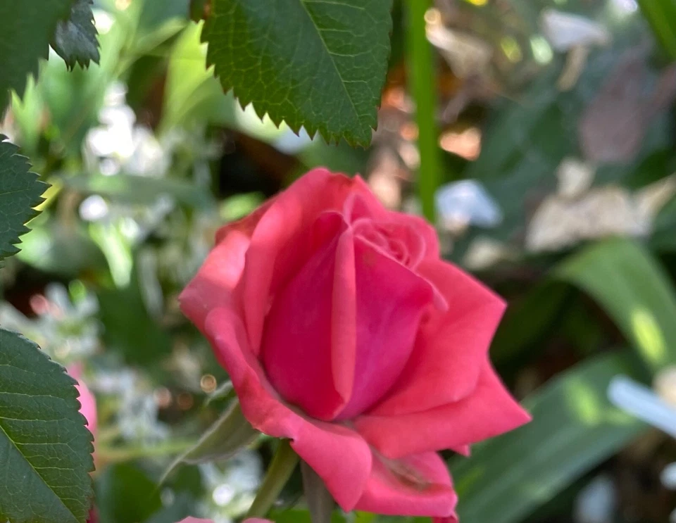 Pink Rose 3 Cuttings To Plant/Root Fragrant Blooms Organic QUICK SHIP - Image 1 of 4
