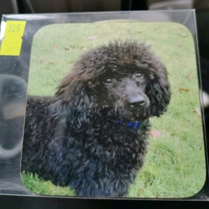 Cup & Coaster Set Of A Black Poodle With Long Hair On A Grass Background - Picture 1 of 1