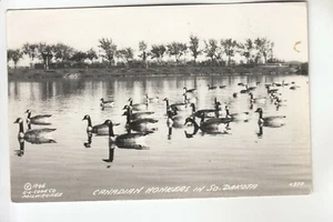 Cook Real Photo Postcard Canadian Honkers in South Dakota SD - Picture 1 of 1