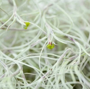 Tillandsia usneoides FRAGRANT (10g) Air Plant, (Auto Combine Postage) - Picture 1 of 3