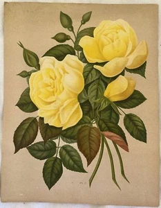 Pink Paul Auguste Hariot le Livre D'Or Des Roses 1903 Blossom Flowers Pl 2 - Picture 1 of 1