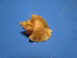 Ocenebra japonica Dunker, 1860 "BEAUTIFUL!" (29.4mm) - Picture 1 of 7