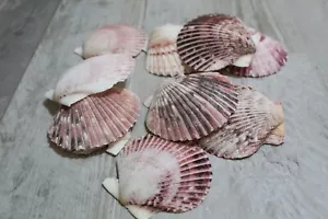 Lot Of 10  Scallop Clam Shells Seashell Soap Dish Beach Craft 2in - Picture 1 of 2