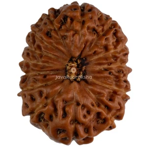 14 Colgante Mukhi Rudraksha - Intuición y Equilibrio - Despertar del Tercer Ojo - Hanuman - Imagen 1 de 4