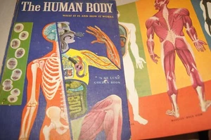 The Human Body Illustrated Colorful Pullout Deluxe Golden Book 1959 1961 Vintage - Picture 1 of 17