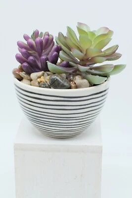 Objetivo de enfoque manual Canon nFD FD 50mm f/1.2 EXC. ~Fotos de muestra~ ¡Fast Fifty! Foto 1 de 4