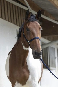 Cavalletto + maglia guida con moschettone CLUB Riding World blu navy NUOVO - Foto 1 di 2