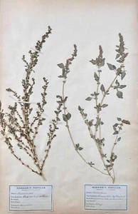 Botanique - Planche Herbier XIXe - Plantes séchées - Primulacées 3 - Imagen 1 de 5