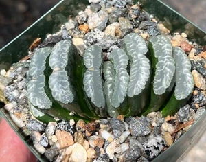 Haworthia truncata GM313 Succulent Cactus Plant - Picture 1 of 3