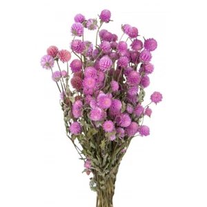 Gomphrena Globosa Natural Stabilisiert Lila Blumenzusammensetzung - Bild 1 von 1