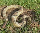 Rattlesnake Replica - AAA - Diamondback - Polyvinyl
