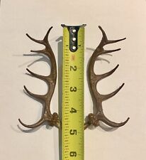 Cuckoo Clock Deer Antlers 5 (pairs) Germany - Top Quality.
