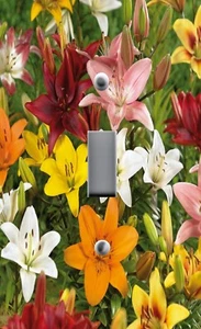 ALL SIZES Light Switch Plate Cover ELEGANT FLORAL ORANGE YELLOW PINK LILIES LILY - Picture 1 of 26