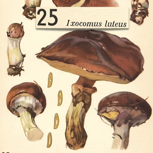 Hongo hongo resbaladizo Jack LUTEUS DE COLECCIÓN impresión litográfica Otto Uzak 1951 - Imagen 1 de 2