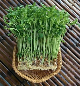 Snow Pea Sprout Seed SNOW PEA KASPA DUNN SPROUTING SEEDS Microgreens  Kaspa Dunn - Picture 1 of 1
