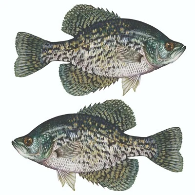 ARLON Black Crappie Sticker, Decal, Bumper Sticker Truck, Fishing, Boat Stickers 2/pk