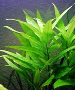 5 X HYGROPHILA Corymbosa -ROOTED- Live Aquarium Aquatic Plants Fish Tank - Picture 1 of 12