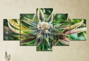 Multi Panel Print Cannabis Bud Canvas 5 Piece Wall Art Ganja Weed Marijuana Pot - Picture 1 of 12