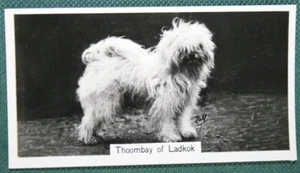 TIBETAN TERRIER Show Champion Vintage 1939 Photo Card - Picture 1 of 2