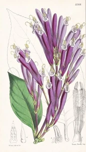 Ancylogyne Longiflora Ecuador Botanical Flower Lithograph Curtis 5588 - Picture 1 of 1