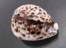 Cypraea Tigris 59 mm F+++/GEM UNCOMMON BLUISH W/ SHARP MANTLE line  pattern WOW!