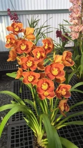 Cymbidium Orchid - Atlantic Carat ‘#1’- Flowering Size Plant - Picture 1 of 2