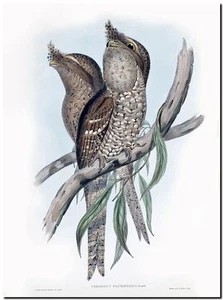 Vintage John Gould Australian Bird Art CANVAS PRINT~ Tawny Frogmouth Owl 16"X12" - Picture 1 of 1