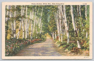 Linen Postcard White Birches White Mountains New Hampshire - Picture 1 of 2