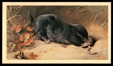 Grandee British Mammals 1982 - Mole No. 4