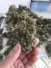 5 GR Canapa - Made in Calabria  - OFFERTA