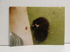 1980S VINTAGE FOUND PHOTOGRAPH COLOR ORIGINAL ART PHOTO BLACK TUXEDO CATS SNUGGL