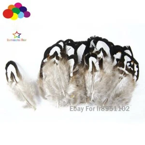 10-100 PCS Pretty white Pheasant Tail Feathers black pattern 3-7cm/1-4inches DIY - Picture 1 of 5