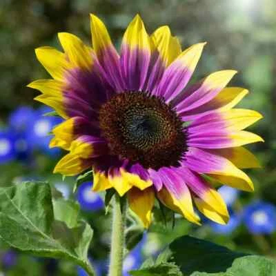 50 PCS Purple Heart Sunflower Seeds - Image 1 of 4