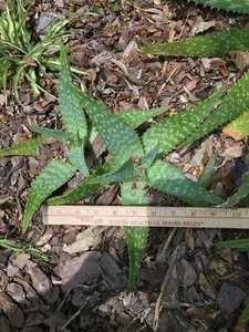 Small (8-10") Aloe Maculata/Saponaria (Soap Aloe) Succulent - Picture 1 of 3