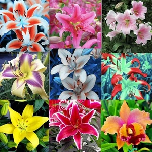 20 GRAINES DE LYS EXOTIQUES rares pour lits de plantes vivaces fleurs de jardin - Picture 1 of 17