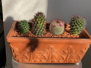 4 verschiedene Kakteen Set, 2 am abblühen, im Tontopf, Dein Mini Kakteen Garten - Bild 1 von 11
