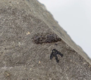 Insekt, Tertiär, Eozän, Svenskekule, Fur, Dänemark -i586 - Picture 1 of 3