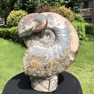 Top 15,22 LIBBRE Naturale Bellissima conchiglia fossile di ammonite esemplare di cristallo guarisce - Foto 1 di 12