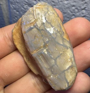 BIG 5 cm Opal Clam Fossil Shell Lightning Ridge Australia Opalized Fossil Gem - Picture 1 of 14