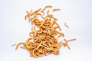 Mehlwürmer lebend 6kg mit Kühlakku hohe Qualität - Bild 1 von 4