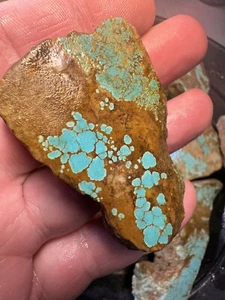 # 8 Mine NV Turquoise! 5 Pound Super Grade! Double Stable slabs! USA Turquoise! - Picture 1 of 22