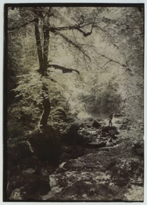 Paysage de sous-bois avec rivière. Vers Thann (Alsace). Citrate circa 1900. - Picture 1 of 1