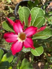 Red Pink Adenium Obesum (10) Seeds with Tracking~Flower As Pictured