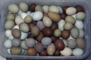 6 Random Empty Blown Real Chicken Eggs Various Colors for Craft Easter Decor