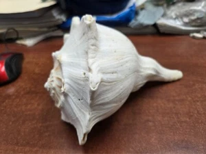 BLITZRAD MUSCHEL STRAND DEKOR 8 1/2" - Bild 1 von 8